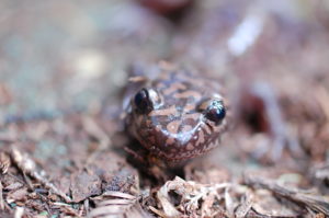 15a. California Giant Salamander (Dicamptodon ensatus)