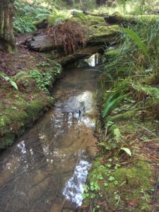 15b. The California Giant Salamander Breeds in Forest Creeks