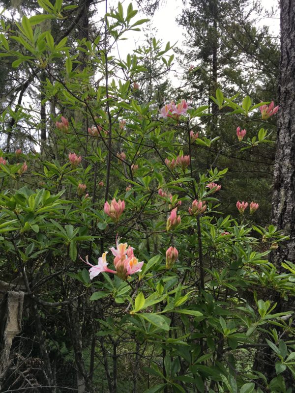 16. California Azaleas Thrive in the Acidic Soil of Redwood Forests