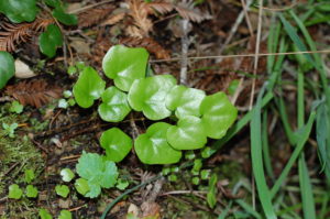 19. Redwood Ivy (Vancouveria planipetala)