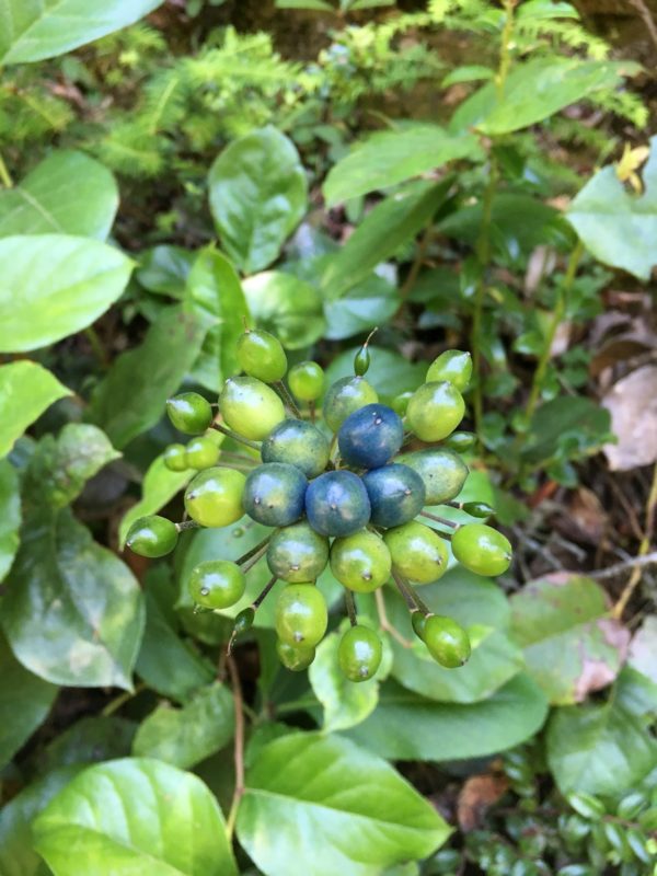 20. Developing Fruit of the Clinton Bead Lily (Clintonia andrewsiana)