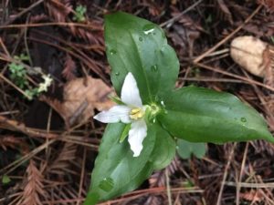 21. Western Trillium (Trillium ovatum)