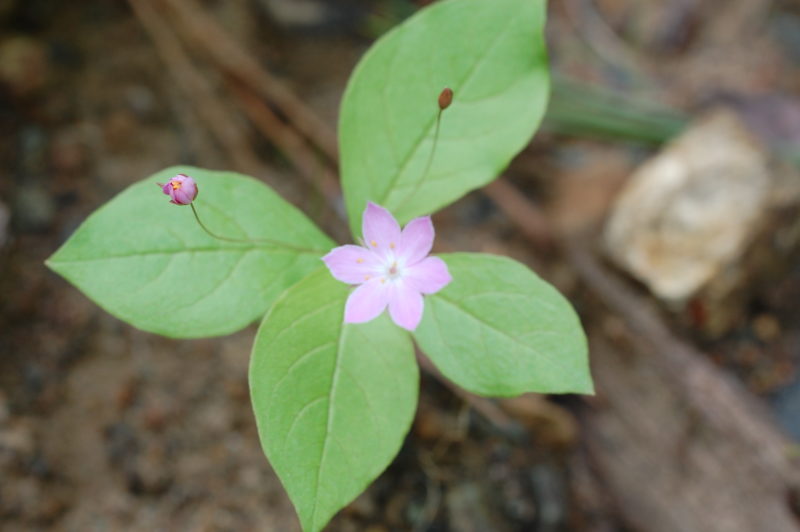 22. Star Flower (Trientalis latifolia)