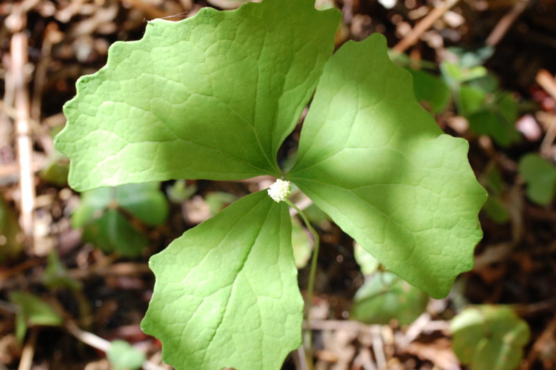 23. Vanilla Leaf (Achlys sp.)
