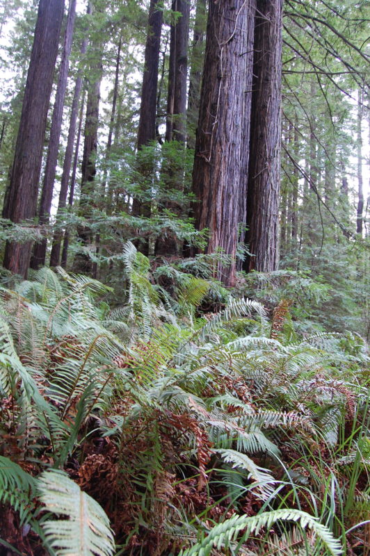 24. Western Sword Ferns (Polystichum munitum) and Sedges in the Redwood Understory