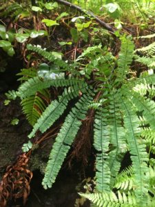 26. Five-finger Fern (Adiantum aleuticum)