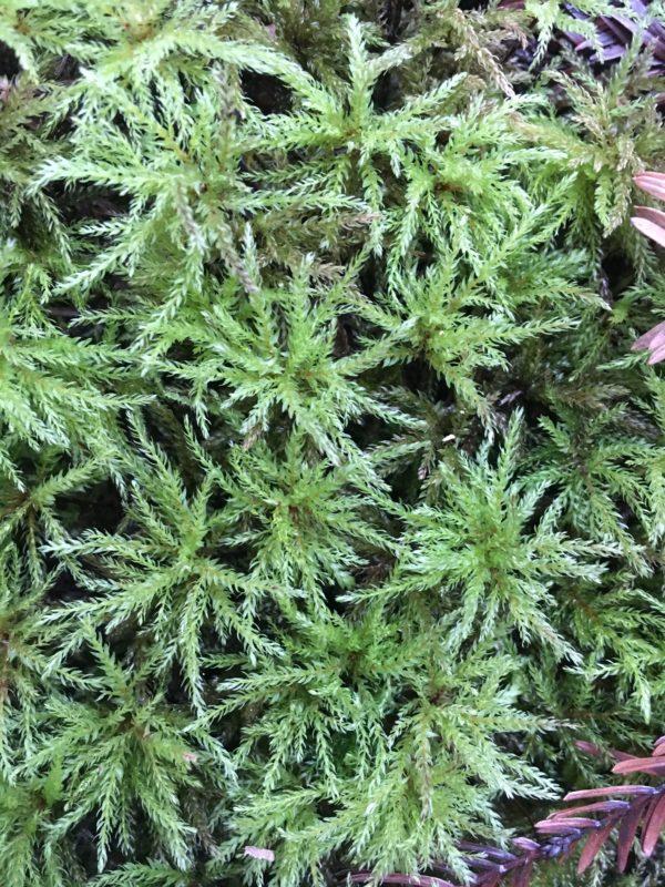 27. Unidenitifed Moss on Floor of -Magic Forest-
