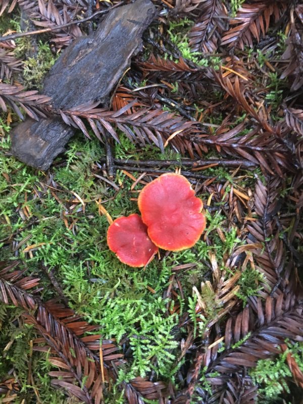 29. Spongy Moss Provides Growth Medium for Scarlet Waxy Caps