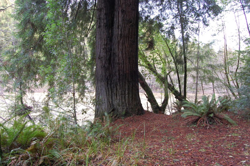 2a. Water, Light, and Silty Soil Help Redwoods Grow to Massive Size in the Gualala River Floodplain