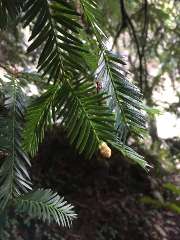 3. Male Cone of Coastal Redwood