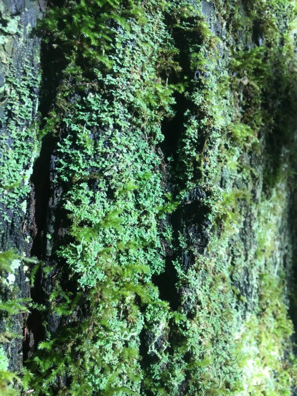30. Pacific Dust Lichen (Lepraria pacifica) and Mosses Cover a Stump