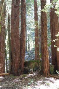 8. Old-growth Redwood Stump with Clones