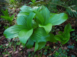 Fringed Corn Lily – only in Mendocino and Sonoma Counties (Veratrum fimbriatum), by Mary Sue Ittner