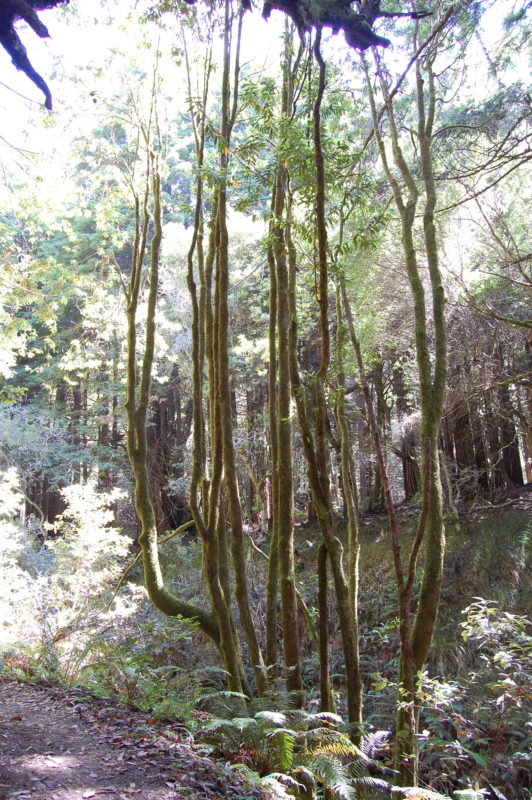 10. Thin Spindly Bay Trunks in Shade