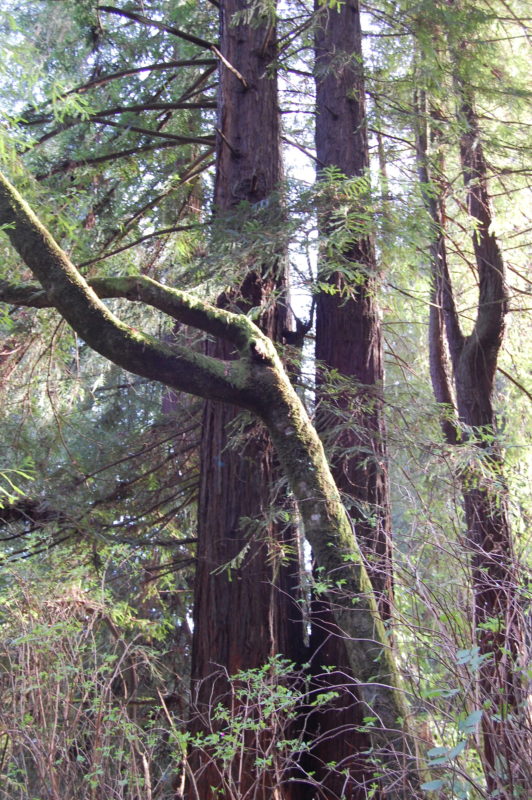 2. Bays and Redwoods Are Frequent Companions
