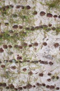 21. Sapsucker Holes in the Trunk of a Bay