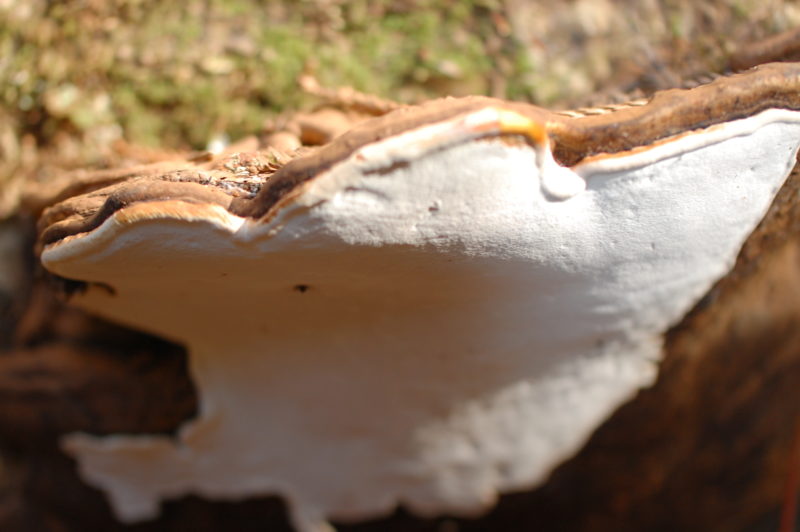 24. Ganoderma brownii Is A Shelf Fungus Found On Dead Bays