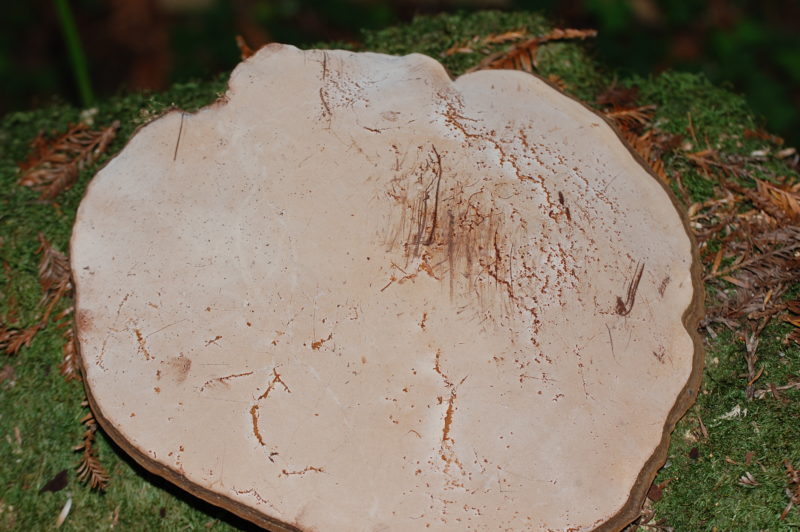 26. Undersurface of Ganoderma brownii, Western Artist's Conk