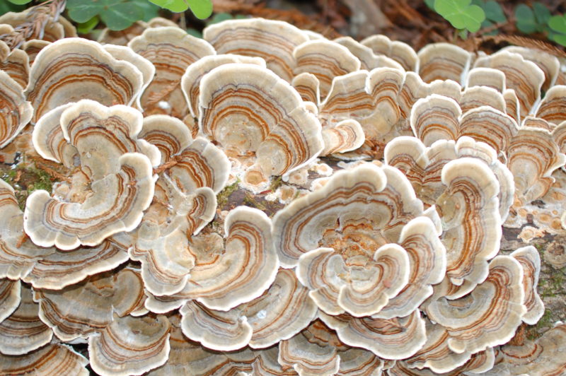 29. Turkey Tails (Trametes versicolor) Also Feed on Dead Bays