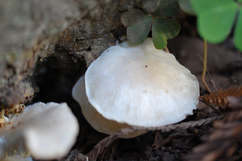 30. Oyster Mushrooms on Dead Bay Log