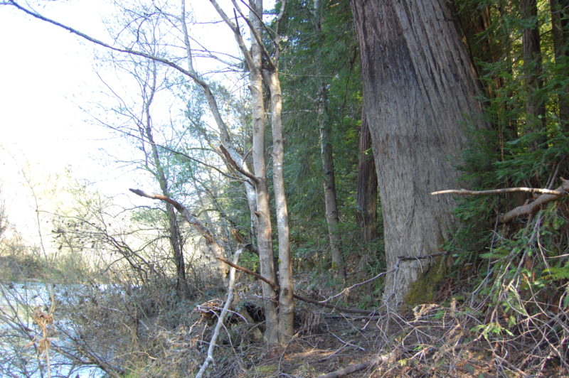 11. Redwoods Crowding and Overtopping White Alders