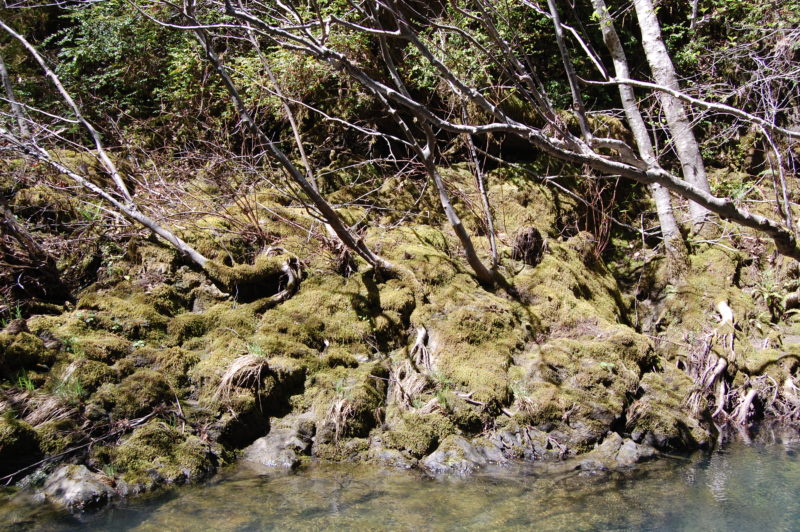 12c. Carpets of Moss Cover the Tangled Roots of White Alders at Buckeye Creek