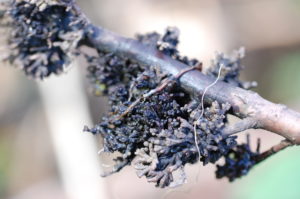 20. Frankia alni Root Nodules on Red Alder