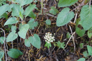 24. Western Coltsfoot (Center) and Hedge Nettle Are Common Alder Understory Plants