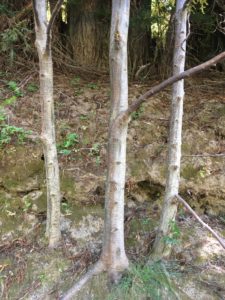 2a. The smooth Bark of White Alder Trunks