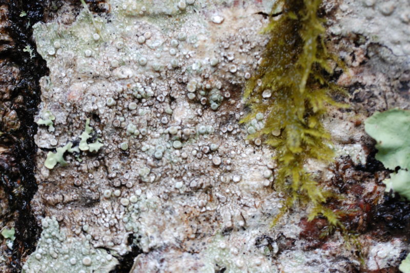 30. Wart-like Fruiting Bodies of A Crust Lichen, Perhaps Ochrolechia