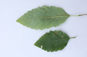 4. Red Alder Leaves Back (Upper) and Front (Lower)