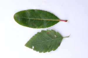 4. Topsides of Leaves of White Alder (Above) and Red Alder (Below)