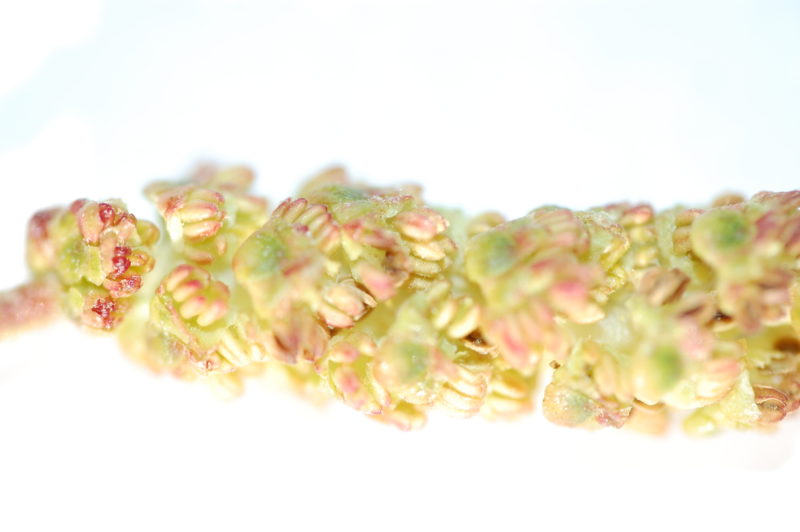 8. Male Catkin with Flowers