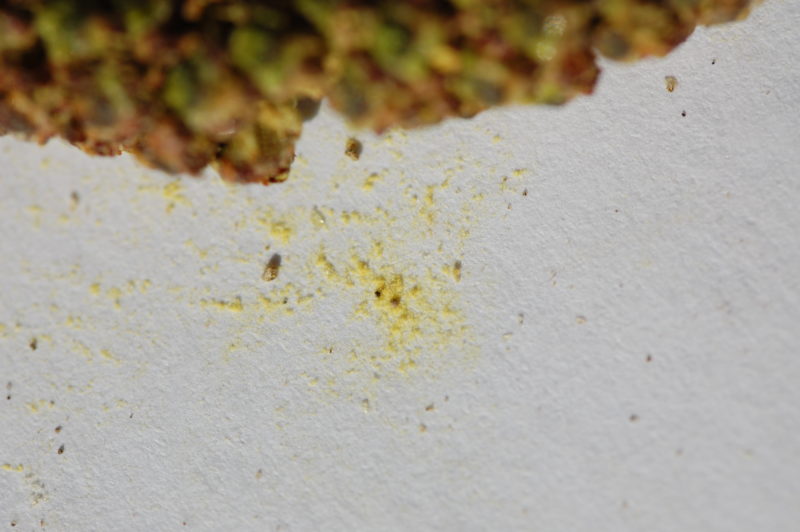 9. Mature Male Catkins Release Pollen