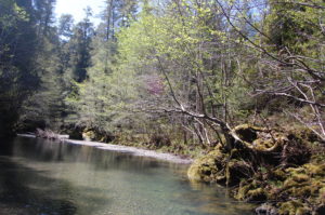 9. White Alders Occupy a Narrow Portion of the Buckeye Creek Bank Where Redwoods Crowd Them