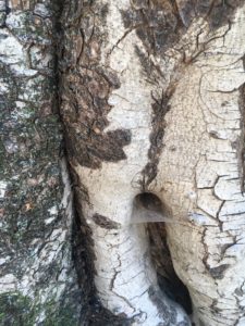 18. The Trunk and Bark of Old Buckeye Trees Are Full of Character