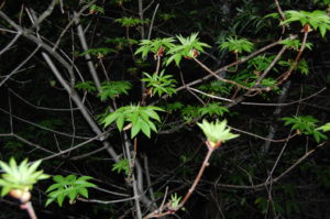 2. Buckeye Leaves Emerge from the Smooth Gray Branches in Spring