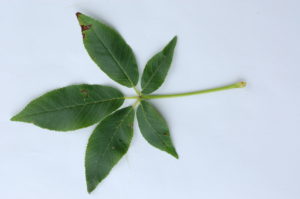 5. Upper Side of Buckeye Leaf