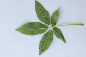 6. Lower Side of Buckeye Leaf