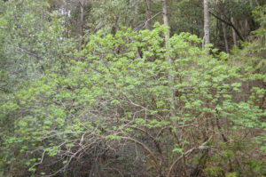 7. A Buckeye Tree in Early Spring in Full Foliage