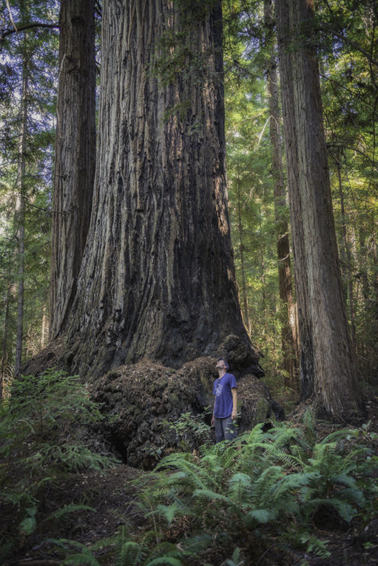 Old-growth redwood, photo by Mike Shoys