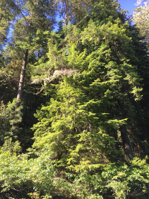 1. A Young Western Hemlock (Center) Along the Main Stem of the Gualala