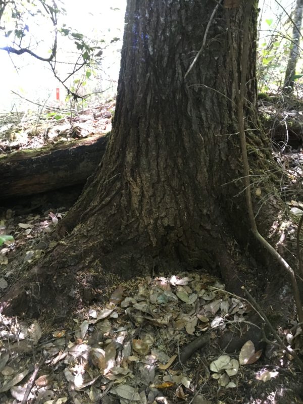 12. Characteristic Buttresses Form at the Base of Western Hemlock to Help Stabilize It