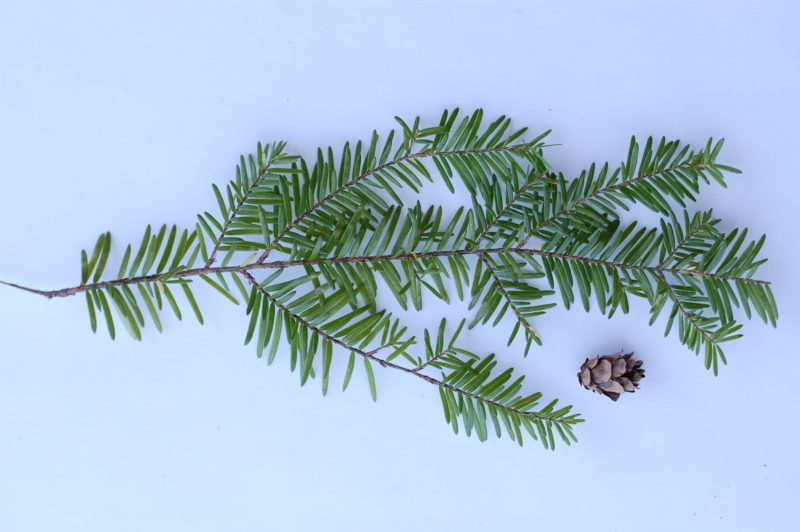 14. Western Hemlock Needles and Cone (Scales Closed)