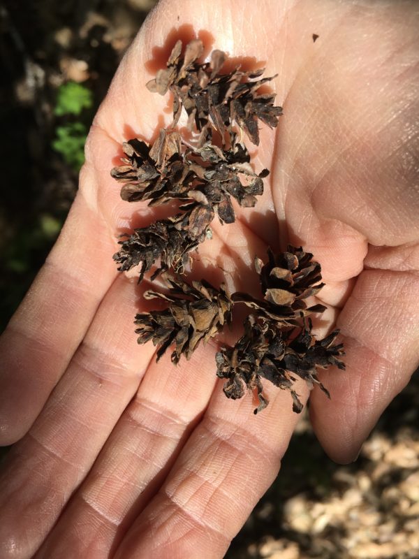15. Western Hemlcok Seed Cones with Scales Open