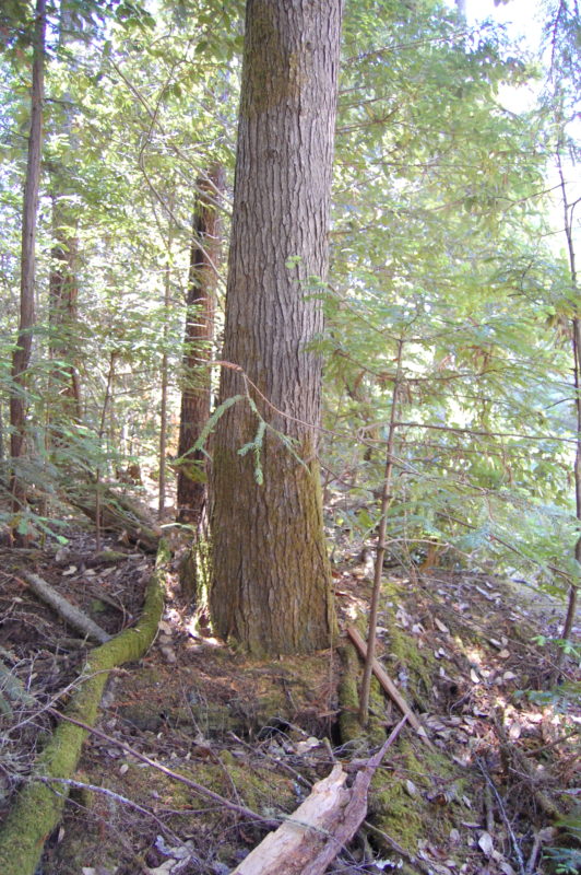 18. Mature Hemlock Growing Out of Downed Log