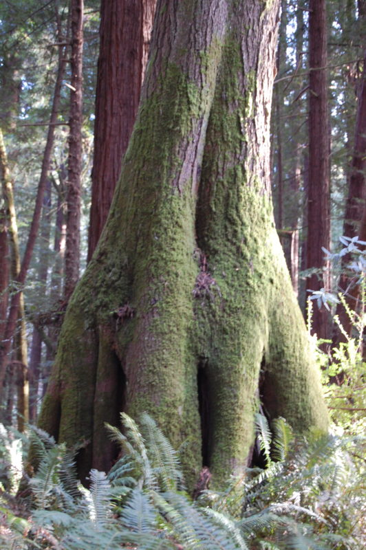 19. The Nurse Log or Stump of this Old-Growth Hemlock Has Completely Decomposed