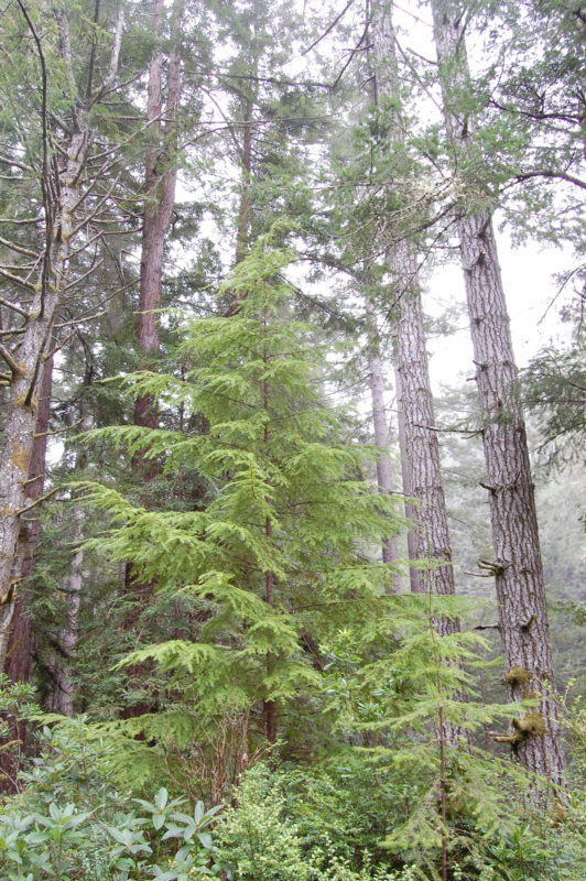 21. Hemlock Sapling Beneath Douglas Firs and Redwoods