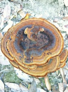 23. Dyer's Polypore (Phaeolus schweinitzii) Causes Rot