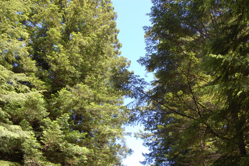 26. Hemlocks (Extreme Right and Left) Along Fish Rock Road